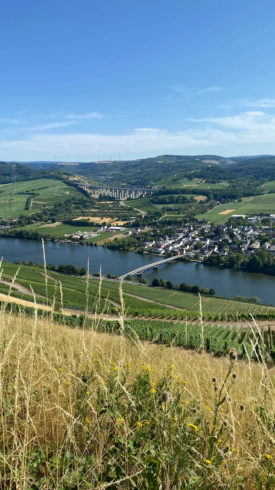 Weinberge am Hang über der Mosel mit Brücke und Dorf, im Vordergrund Sommergräser